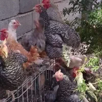 مرغ و خروس