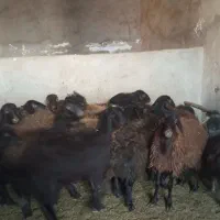 میش و بره|حیوانات مزرعه|شاهرود, |دیوار