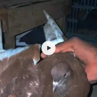 کفتر|پرنده|سنگدوین, |دیوار