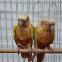 گرنیچیک|پرنده|مشهد, نیزه|دیوار