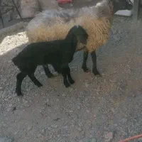 میش زاییده با بره نر