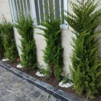 خدمات باغبانی گلکاری کاشت گل تعویض خاک گلدان