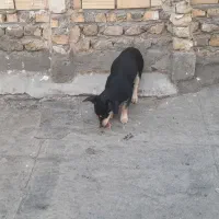 سگ پا کوتا|سگ|مشهد, رده|دیوار