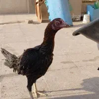 مرغ لاری جوان سرو کله دار