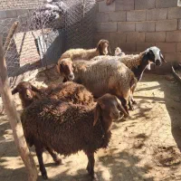 میش گوسفند|حیوانات مزرعه|چگنی, |دیوار