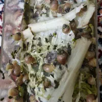 حلزون آچاتینا آلبینو تخم و بچه|خزنده|بجنورد, |دیوار