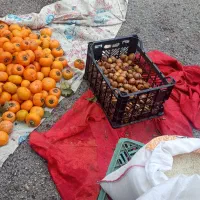 خرمالو تازه شمال ازگیل|حراج|اردبیل, |دیوار