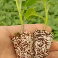 انواع نشا موجود است