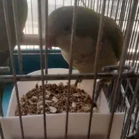 طوطی راهب جوجه