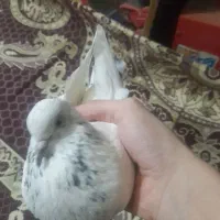 یک جفت کبوتر با جوجه