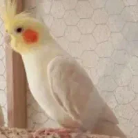 ماده به شرط