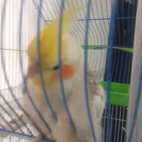 عروس هلندی|پرنده|اصفهان, حصه جنوبی|دیوار