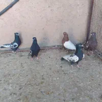 کبوتر .سینه|پرنده|مرودشت, بیست متری بیمارستان|دیوار