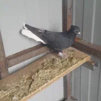 کفتر زاغ دم سفید ،کفتر پلاکی|پرنده|تهران, سعیدآباد|دیوار