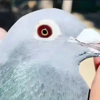 پلاکی