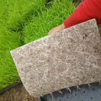 خزانه برنج هاشمی توم