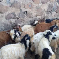 بزغالع