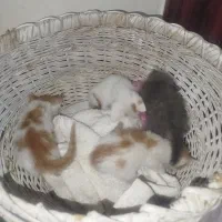 چهار عدد بچه گربه