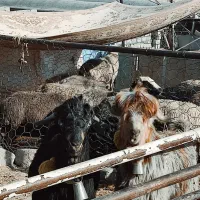 20 راس میش داشتی درجه یک زاییده وآبستن سنگین نزدیک