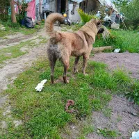 سگ سراب خط خونی