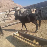 اسب|اسب و تجهیزات اسب‌سواری|سلفچگان, |دیوار