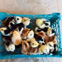 جوجه گلین لری|حیوانات مزرعه|قائم‌شهر, |دیوار