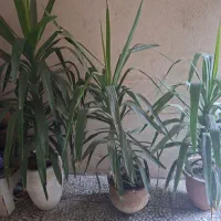 گلدان نخل و مرداب