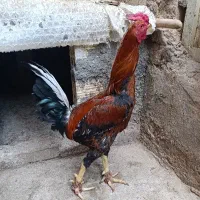 دوتا مرغ تخم گذار با خروس