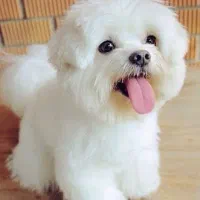 واگذاری توله سگ عروسکی فقط۳۹۰۰