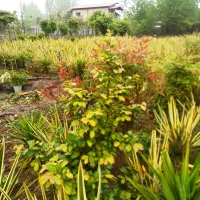 گل کنفی نیوزیلندی(مشیری ابلق)|گل و گیاه طبیعی|نشتارود, |دیوار