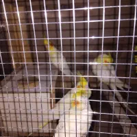 عروس هولندی