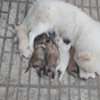 واگذاری تعدادی سگ و توله سگ نژاد دار|سگ|ساوه, |دیوار