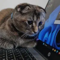 گربه اسکاتیش فولد