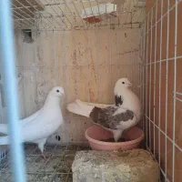 کبوتر پرشی تهرانی پرش بالا