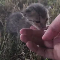 بچه گربه واگذار