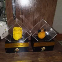 گل جاودان رنگی|گل و گیاه طبیعی|قرچک, محمد آباد|دیوار