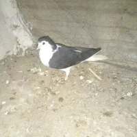 جفت ساده معاوضه