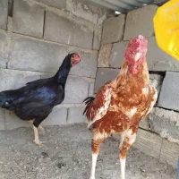 مرغ خروس|حیوانات مزرعه|میناب, |دیوار