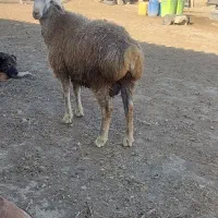 بره قوچ دامازدغ چال|حیوانات مزرعه|انگوت, |دیوار