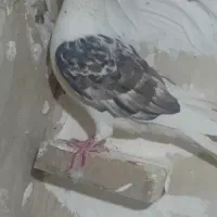 کبوتر پرشی نر|پرنده|اسفراین, |دیوار