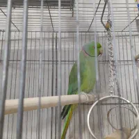 خرید فروش انواع پرنده زینتی