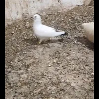 کفتر دم سیاه|پرنده|باخزر, |دیوار