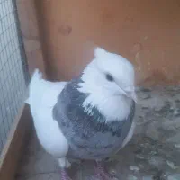 کفترطوقی الماسی