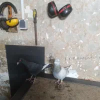 کبوتر پلاکی