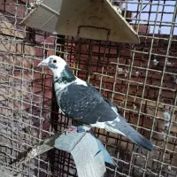 عراق نره|پرنده|خرمشهر, |دیوار