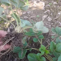 نهال توت فرنگی