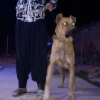 سگ سرابی اصل فقط برای نگهبانی|سگ|فشم, |دیوار