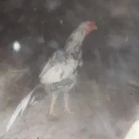 خروس فروشی میانوالی|حیوانات مزرعه|سراوان, |دیوار