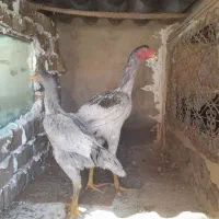 ۱۰عددجوله لاری به فروش میرسد