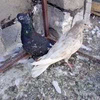 کبوتر نروماده سالم قشنگ|پرنده|میان جلگه, |دیوار